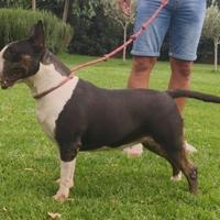 Femmina di Bull Terrier inglese standard Tricolore