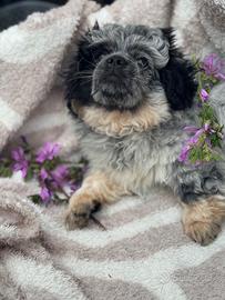 Cucciolo maschio pechinese