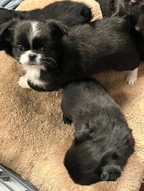 Cuccioli chihuahua pelo lungo