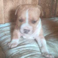 Cuccioli Amstaff
