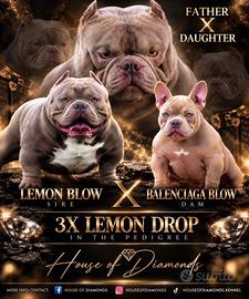 Cuccioli American Bully micro exotic