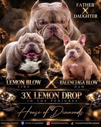 Cuccioli American Bully micro exotic