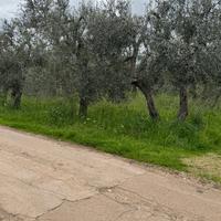 Terreno agricolo uliveto Giovinazzo