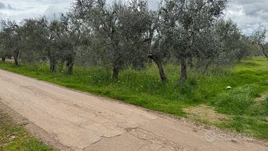 Terreno agricolo uliveto Giovinazzo