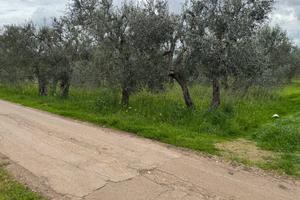 Terreno agricolo uliveto Giovinazzo