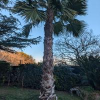 palma Washington 4 metri