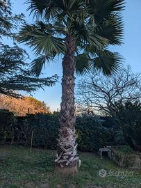 palma Washington 4 metri