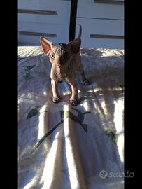 Cuccioli canadian sphynx con pedigree