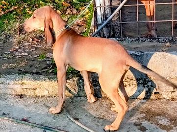 Disponibilità cucciolo di segugio italiano
