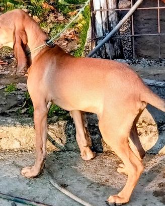 Disponibilità cucciolo di segugio italiano