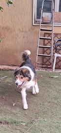 Cane incrocio pastore Australiano 