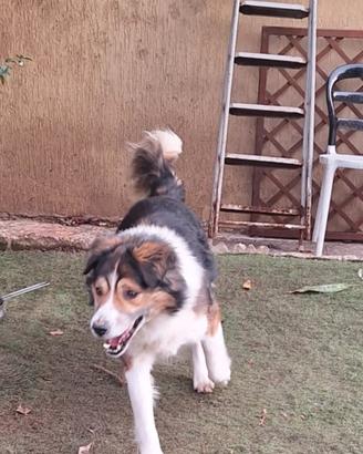 Cane incrocio pastore Australiano 