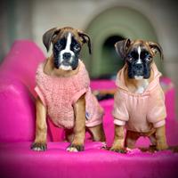 Boxer cucciole femmine fulve
