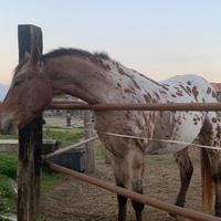Cavallo appaloosa