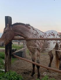 Cavallo appaloosa