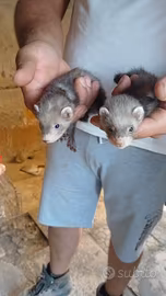 furetti