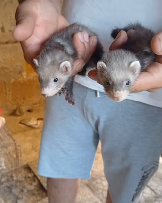furetti