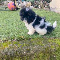 Shih Tzu cuccioli