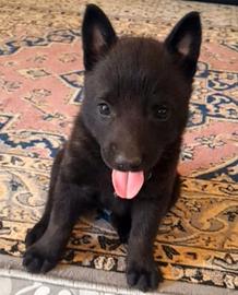 Femmina di Pastore belga malinois