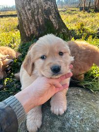 Golden retriever americani