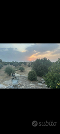 Terreno Agricolo