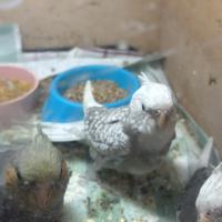 Pappagalli calopsiti inseparabili allevati a mano