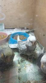 Pappagalli calopsiti inseparabili allevati a mano