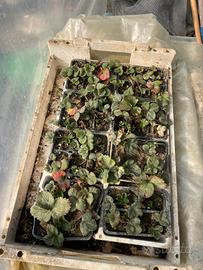 12 Piantine di fragole