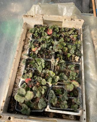 12 Piantine di fragole