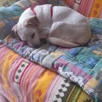 Cagnolina in adozione