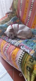 Cagnolina in adozione