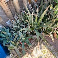 Pianta di agave