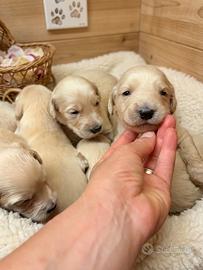 Goldendoodle f1