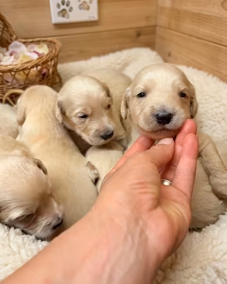 Goldendoodle f1