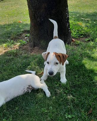 Cuccioli jack russell terrier