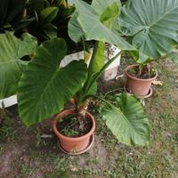 4 Piante di alocasia (orecchie di elefante) 
