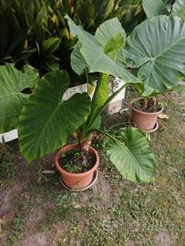 4 Piante di alocasia (orecchie di elefante) 