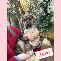 Zara, 2 mesi