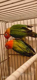 Coppia inseparabile fischer