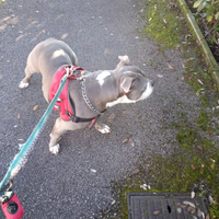 Cercando bulldog francese cuccioli per cambiare