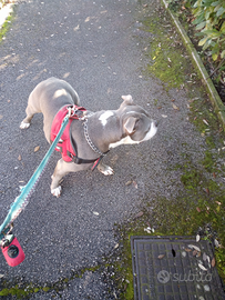 Cercando bulldog francese cuccioli per cambiare