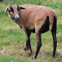 Pecore del Camerun