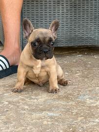 Bulldog francese