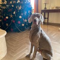 Maschio Weimaraner per monta