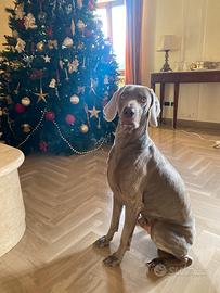 Maschio Weimaraner per monta