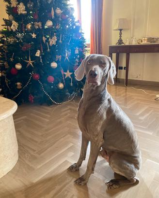 Maschio Weimaraner per monta