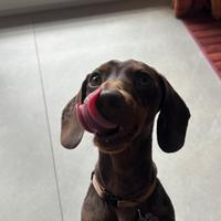 Bassotto con pedigree per monta