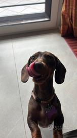 Bassotto con pedigree per monta