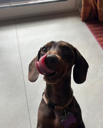 Bassotto con pedigree per monta