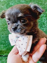 Chihuahua con pedigree ENCI